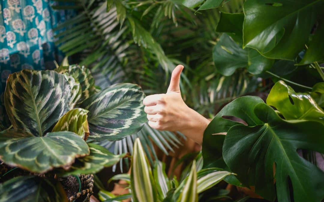 person showing thumb