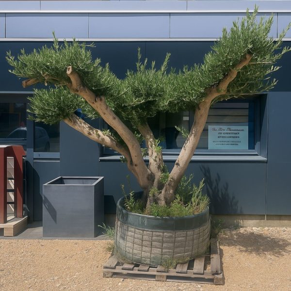 olivier europaea vieux tronc m les pros du paysage plantes (2)
