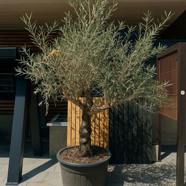 olivier europaea vieux tronc m les pros du paysage plantes (3)