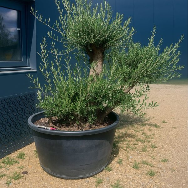olivier europaea vieux tronc m les pros du paysage plantes (4)