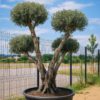 olivier europaea vieux tronc m les pros du paysage plantes (6) olivier europaea vieux tronc m les pros du paysage plantes (6)