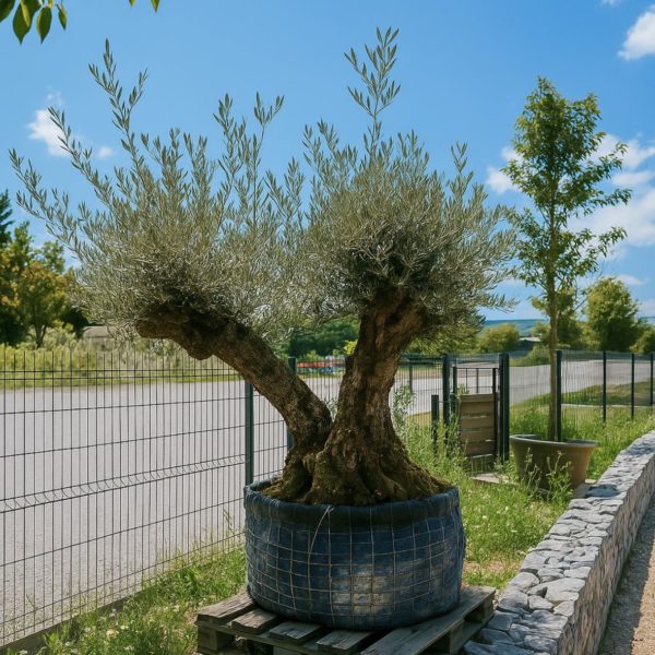 olivier europaea vieux tronc m les pros du paysage plantes