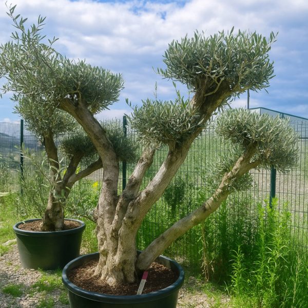 olivier europaea vieux tronc m les pros du paysage plantes (7)