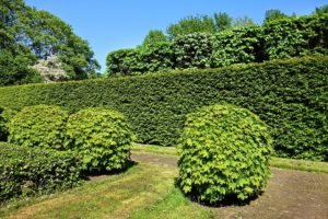 shorn hedge 3392367 640.jpg