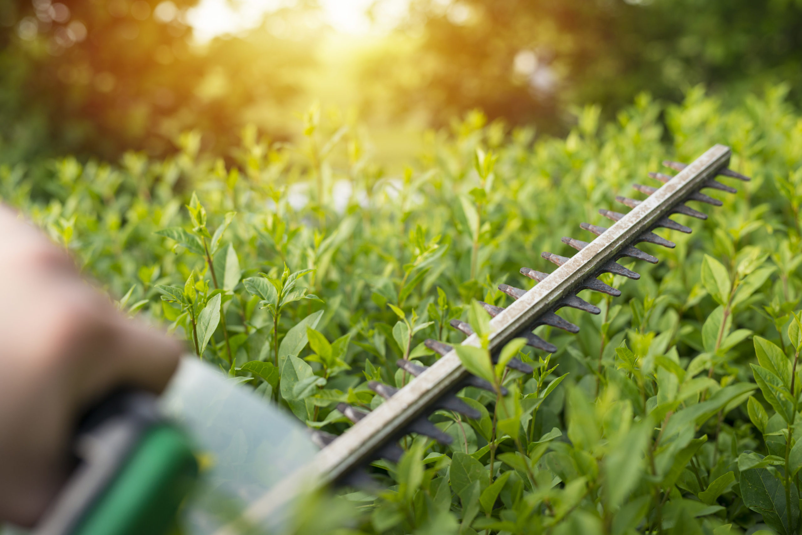 olivier europaea vieux tronc m les pros du paysage plantes (6)